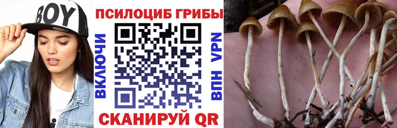 Галлюциногенные грибы Cubensis  Купить где  Тихвин 